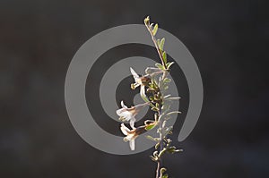 Wild flowers in semi desertic environment, Calden forest,