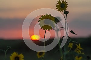 Wild flowers in semi desertic environment, Calden forest,