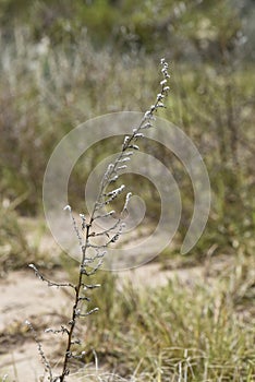 Wild flowers in semi desertic environment, Calden forest, La Pampa