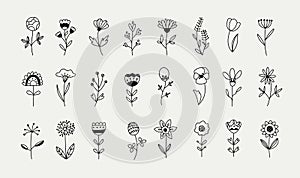 Wild flowers set, botanical herb elements, hand drawn vector illustration