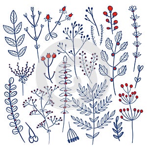 Wild flowers set. Floral herbal plants with blue blooms