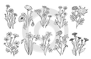 Wild flowers. Sketch wildflowers and herbs nature botanical elements. Hand drawn summer field flowering vector set