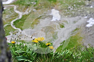 Wild flowers in Slovakian mountains - High Tatras