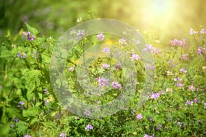 Wild Flowers with Soft Glow and Sun Light