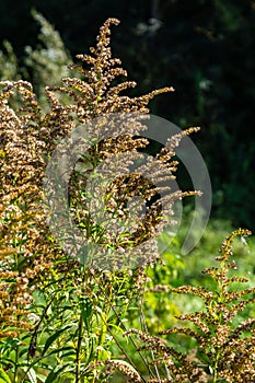 The wild flowers of Solidago altissima in autumn