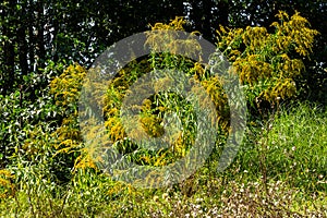 The wild flowers of Solidago altissima in autumn