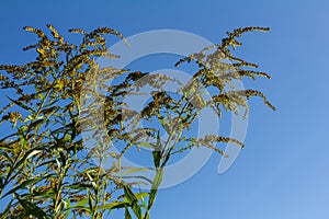 The wild flowers of Solidago altissima in autumn