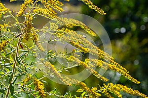 The wild flowers of Solidago altissima in autumn