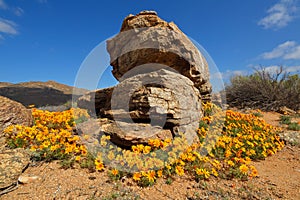 Wild flowers - South Africa