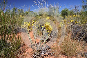 Wild flowers and Spinifex grass