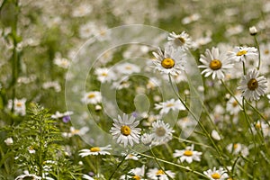 Wild flowers in sprigtime