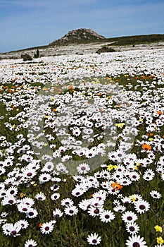 Wild Flowers of spring