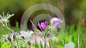 Wild flowers spring bloom