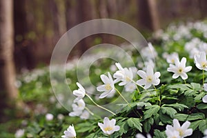 Wild flowers in the spring forest