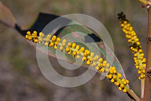 Wild Flowers photo