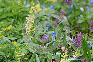 Wild flowers on spring meadow