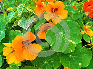 wild flowers in spring