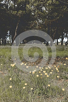 Wild flowers in spring, photo