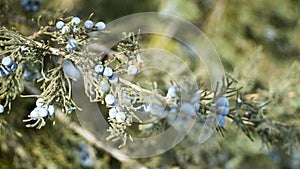 wild flowers in spring