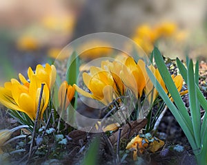 Wild flowers ,spring yellow crocuses on  field ,first spring flowers