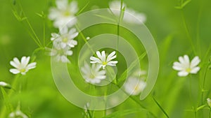 Wild flowers, stellaria holostea swinging in the wing at the natural environment. Macro view. photo