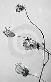 Wild flowers and stems of dry dead grass artistic image.