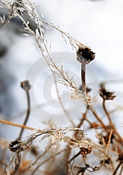 Wild flowers and stems of dry dead grass under the sun form dynamic composition on a snow.