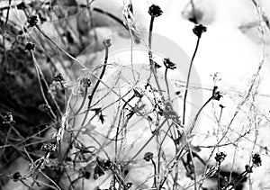 Wild flowers and stems of dry dead grass under the sun form dynamic composition on a snow.