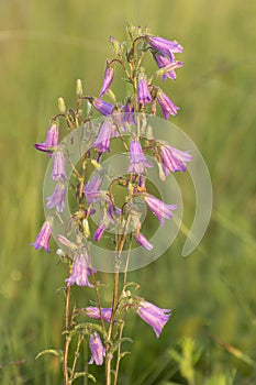 Wild flowers in the summer field. Bouquet for your beloved. Campanula patula bluebells bloom in the meadow