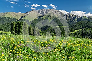 The wild flowers in summer Jiang braque scenic spot