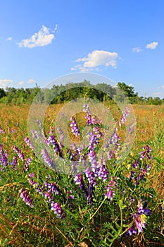 wild flowers on summer meadow