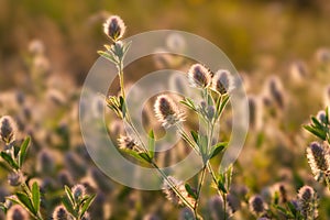 Wild flowers in sun meadow. Morning field background .