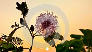 Wild flowers into the sunlight