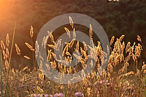 Wild flowers at sunset