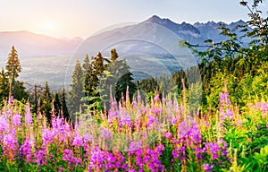 Wild flowers at sunset in the mountains. Poland