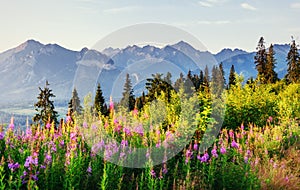 Wild flowers at sunset in the mountains. Poland. Zakopane photo