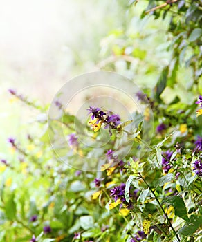 Wild Flowers with Sunshine Border