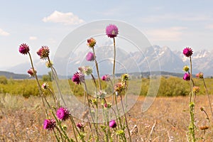 Wild Flowers in the Tetons