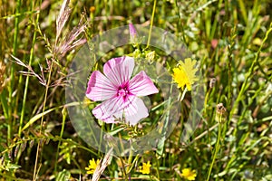 Wild flowers in the trail in Santiago do Cacem