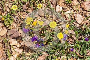 Wild flowers in the trail in Santiago do Cacem