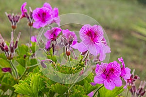 Wild flowers in the trail in Santiago do Cacem