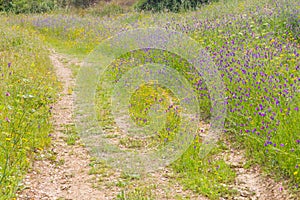 Wild flowers in the trail in Santiago do Cacem