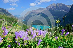 Wild flowers on the trail to Grinnell Glacier and lake in Glacier National Park