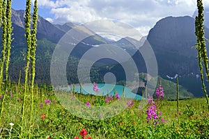 Wild flowers on the trail to Grinnell Glacier and lake in Glacier National Park