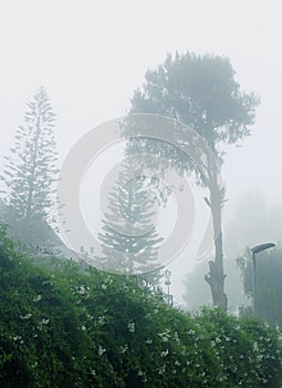 Wild flowers and trees with beautiful mist in the kodaikanal tour place.