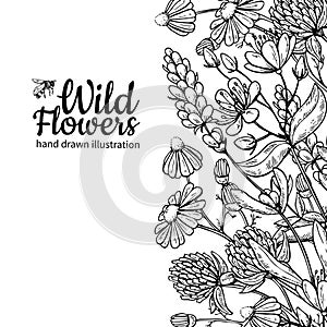 Wild flowers vector drawing set. Isolated meadow plants and leaves