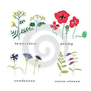 Wild flowers vector illustration set. collection of meadow plant and flowers.