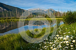 Wild flowers at Vermillion Lakes in Banff National Park