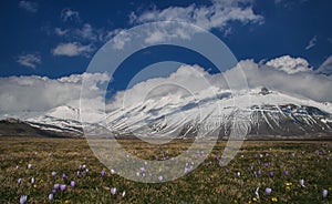 Wild flowers on Vettore mountain at National Park of Monti Sibillini photo