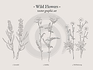 Wild flowers vintage illustration set